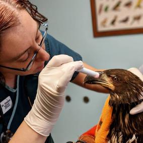 Kensington Bird & Animal Hospital photo
