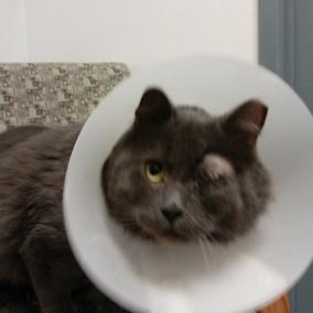 Animal Ophthalmology Services photo