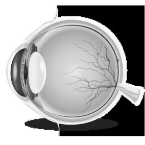 Dr. Newman Optometry photo