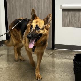 Eye Care for Animals - Torrance photo