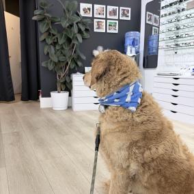 Eye Exam SF - Martha Klufas O.D. photo