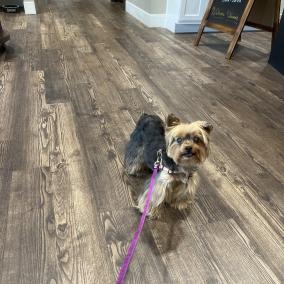 Veterinary Eye Institute Gainesville photo