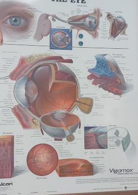 Fogg Remington Eyecare photo