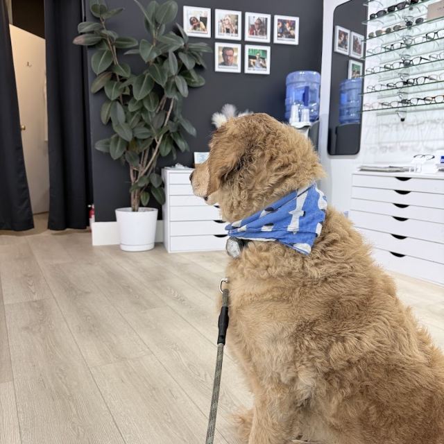 Eye Exam SF - Martha Klufas O.D. photo