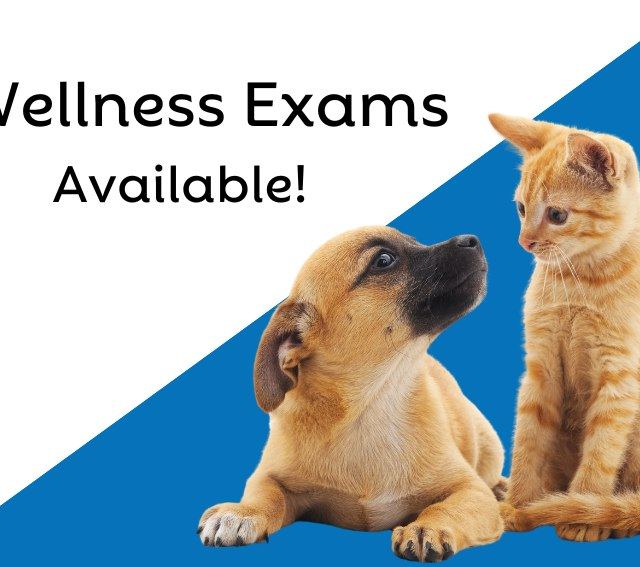 University Place Veterinary Hospital photo