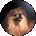 Di Larson Avatar