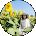 Mingyan Li Avatar