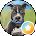 D T Avatar