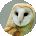 Owl Crazy Avatar