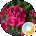 Lana Solem Avatar