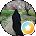 UmmieDoomie Avatar