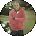 Evan Rose Avatar
