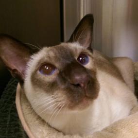 Eye Care for Animals - Annapolis Defense Hwy photo