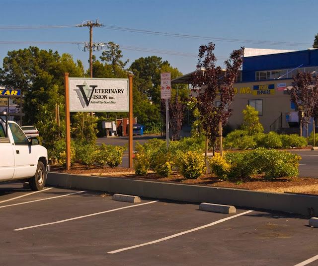 Veterinary Vision Animal Eye Specialists photo
