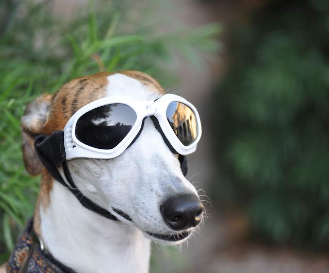 Animal Vision Care & Surgical Center photo