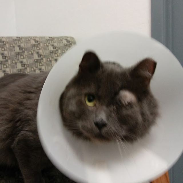 Animal Ophthalmology Services photo